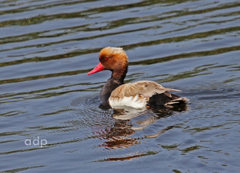 Breeding male, Quinta de Lago, Algarve, May 2011 IMG_9562qstwt800c RCPo QL.jpg